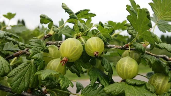 Цариградско грозде 'White Triumph' - Ribes uva-crispa 'White Triumph'